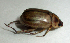 Rutelinae