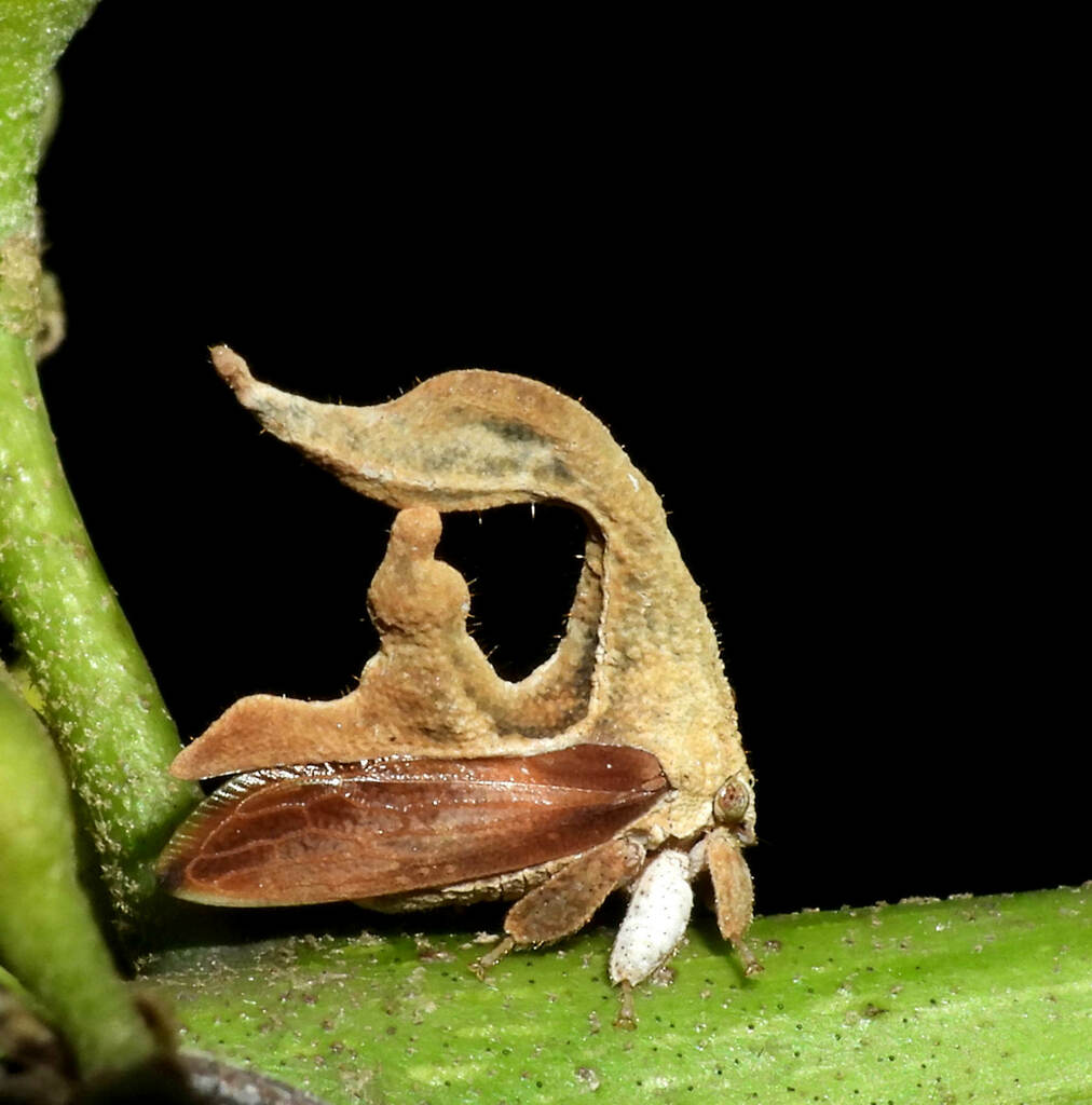 Cladonota foliata
