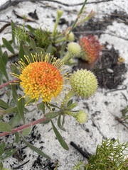Leucospermum prostratum