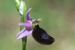 Ophrys bertolonii