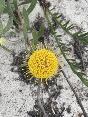 Leucospermum prostratum