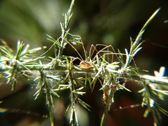 Leiobunum