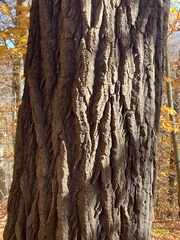 Populus grandidentata
