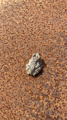 Hyla versicolor