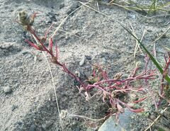 Corispermum hyssopifolium