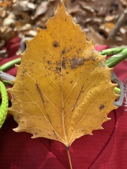 Populus grandidentata
