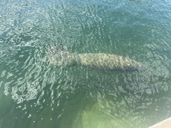 Trichechus manatus latirostris