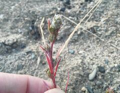 Corispermum hyssopifolium