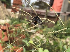 Psichotoe duvaucelii