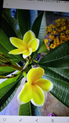Plumeria