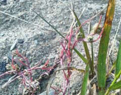 Corispermum hyssopifolium
