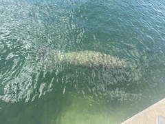 Trichechus manatus latirostris