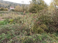 Phragmites australis australis