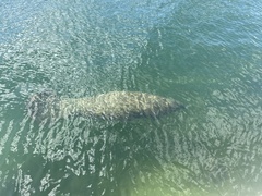 Trichechus manatus latirostris