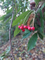Photinia davidiana