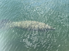 Trichechus manatus latirostris