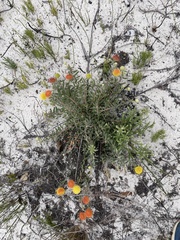 Leucospermum prostratum