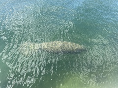 Trichechus manatus latirostris