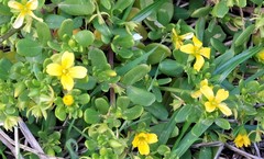 Roepera billardierei