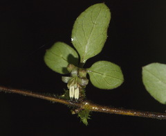 Coprosma rubra