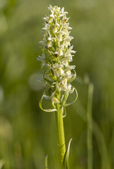 Dactylorhiza incarnata ochroleuca