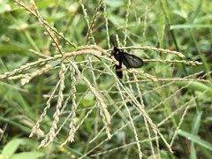 Psichotoe duvaucelii