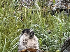 Marmota