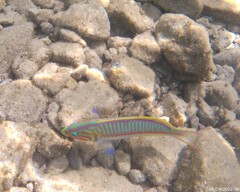 Thalassoma rueppellii