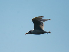 Ichthyaetus ichthyaetus