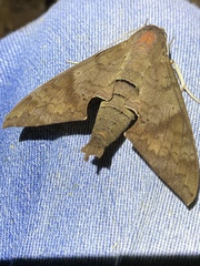 Pachylioides resumens