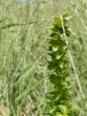 Acalypha neomexicana