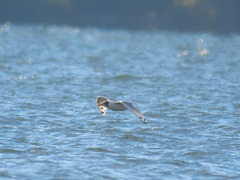 Ichthyaetus ichthyaetus