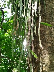 Lepismium cruciforme