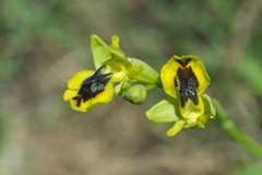 Ophrys sicula