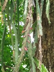 Lepismium cruciforme