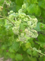 Malvaviscus arboreus