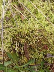 Magnoliopsida