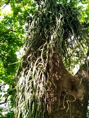 Lepismium cruciforme