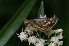 Polites carus