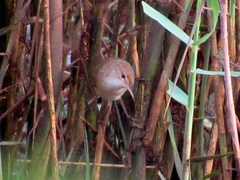 Acrocephalus scirpaceus baeticatus