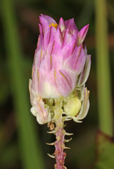 Polygala sanguinea