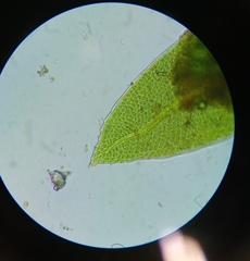 Fissidentaceae
