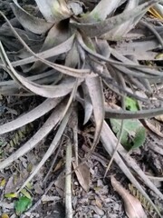 Tillandsia lorentziana