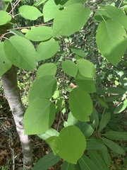 Amelanchier laevis