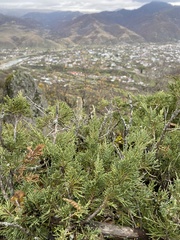 Juniperus sabina