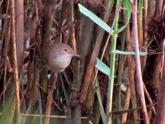 Acrocephalus scirpaceus baeticatus