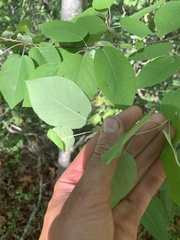 Amelanchier laevis