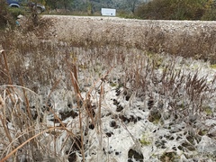 Oedogonium