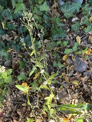 Lactuca canadensis