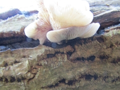 Crepidotus